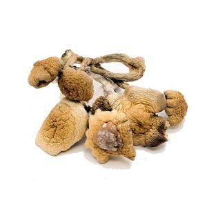 B+ Cubensis Magic Mushrooms